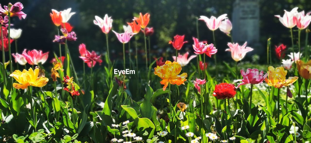 CLOSE-UP OF PURPLE FLOWERING PLANTS