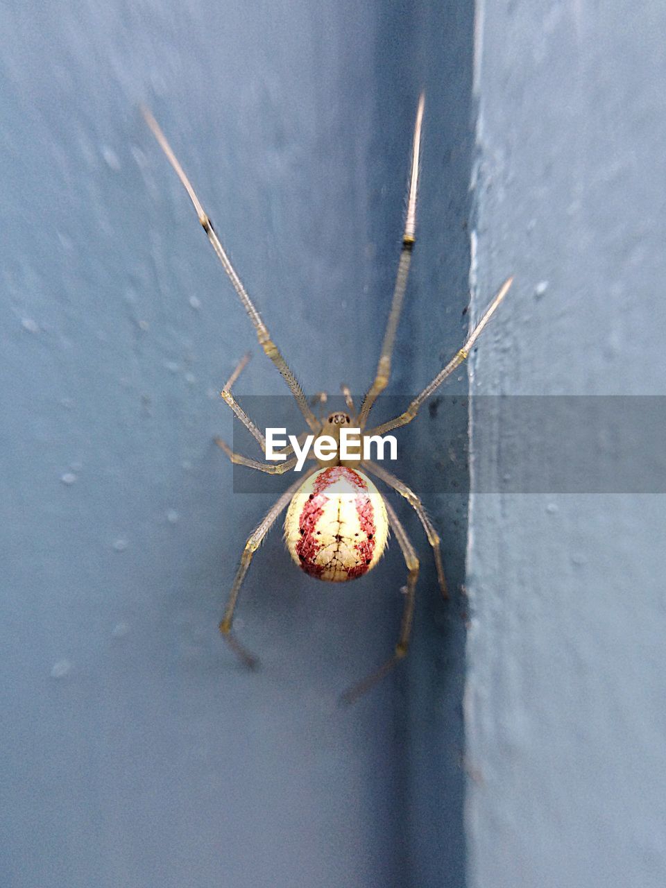 Macro shot of spider on wall