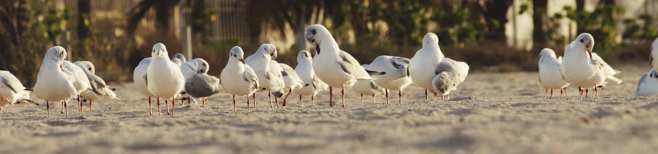 Panoramic shot of seagulls on sand