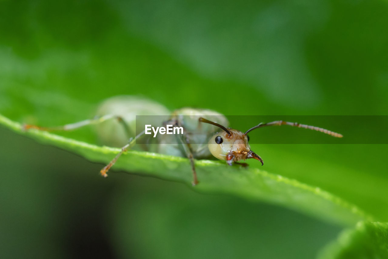 CLOSE-UP OF INSECT ON PLANT