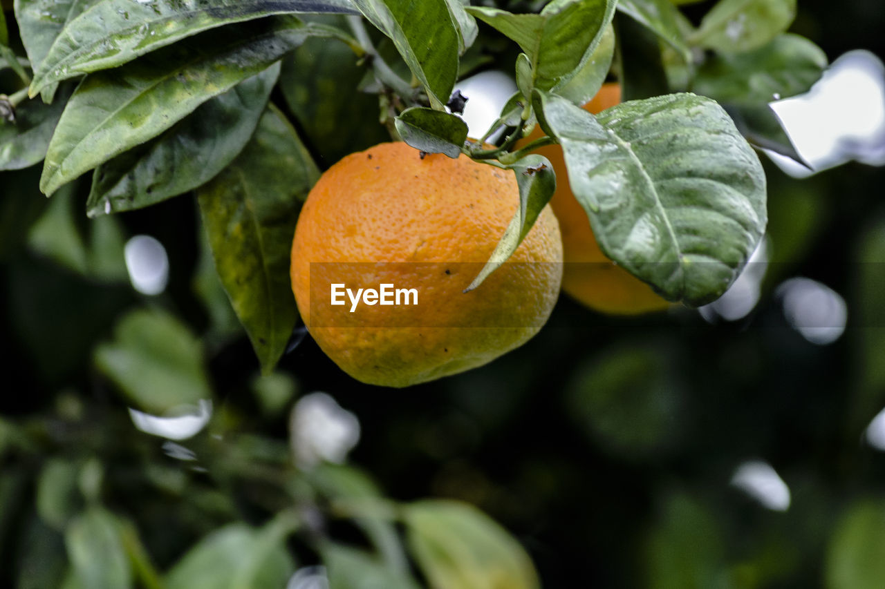 Close-up of orange fruit on tree