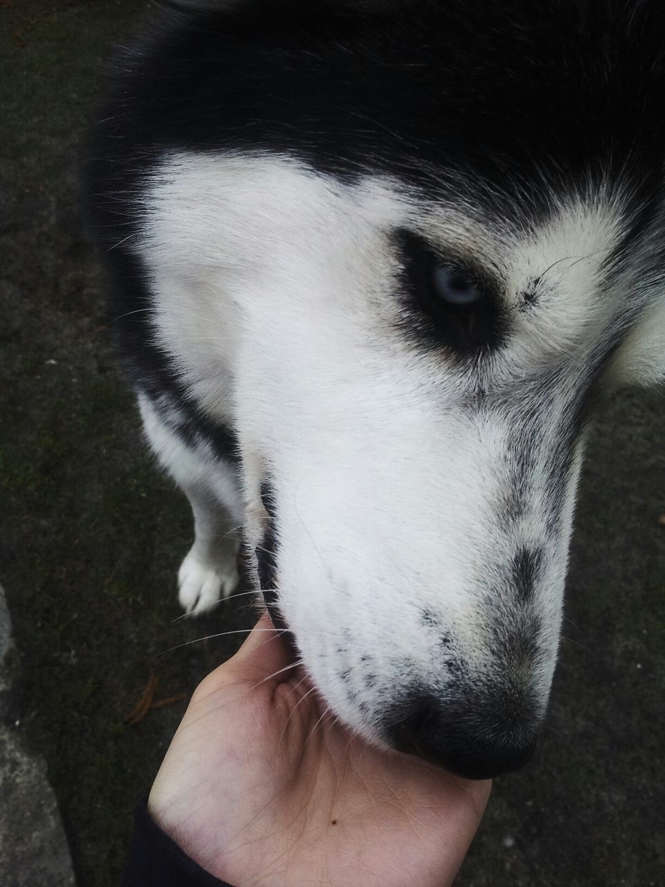 Close-up of husky feeding on dog food from cropped hand