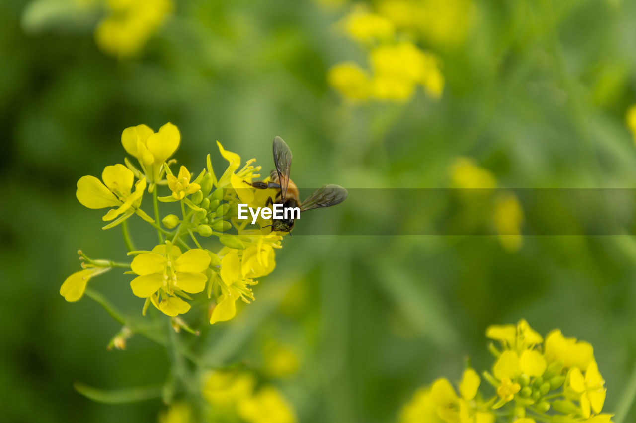 Bee pollinating mustard yellow flower 