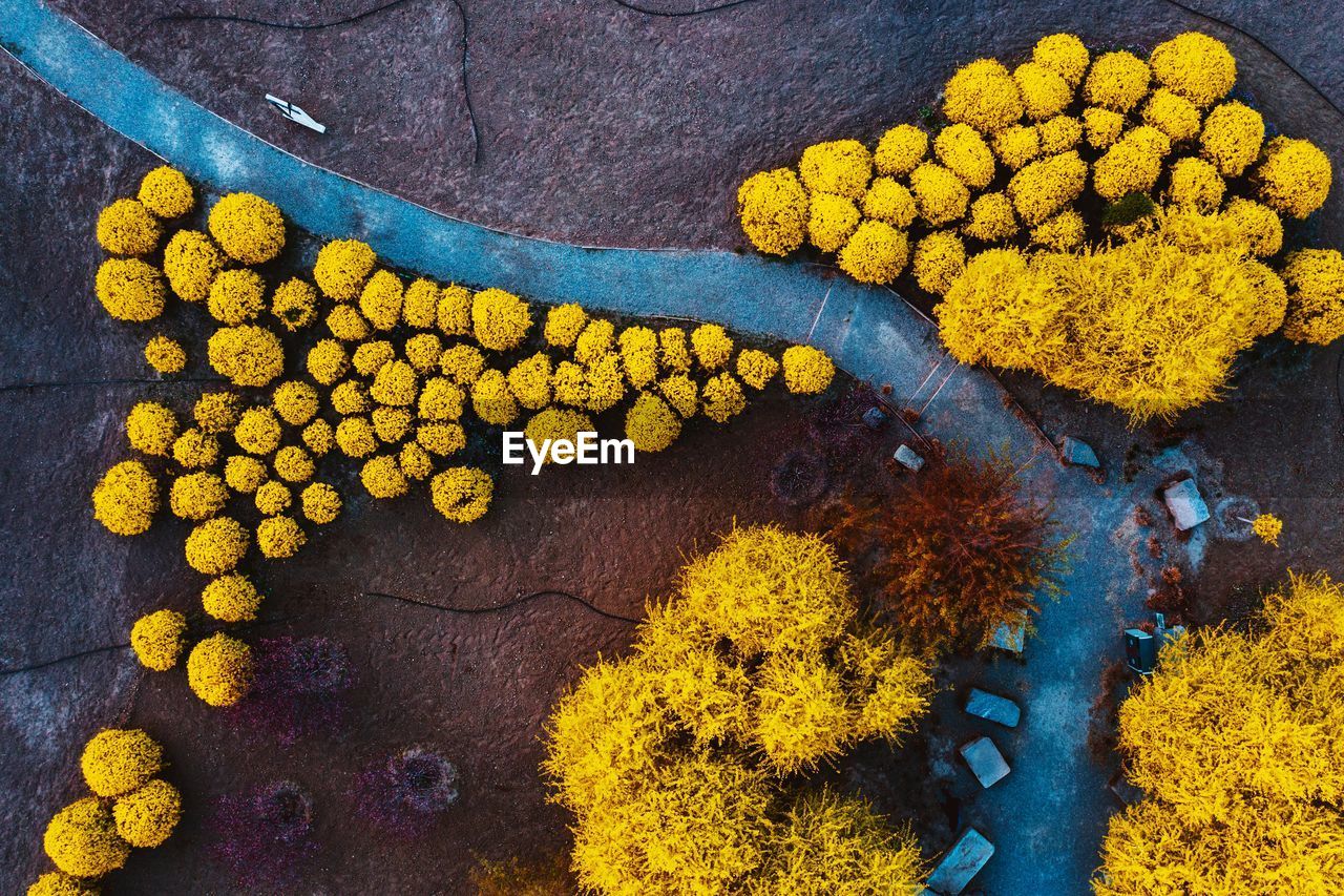 Aerial view of yellow trees on field