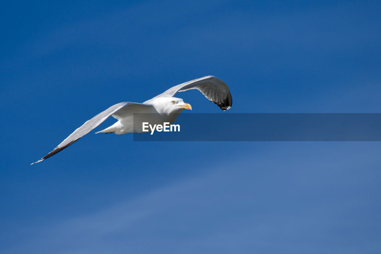 animal, animal themes, flying, bird, animal wildlife, gull, wildlife, blue, one animal, seabird, sky, spread wings, animal body part, nature, no people, wing, seagull, mid-air, low angle view, motion, clear sky, copy space, day, outdoors, animal wing, full length