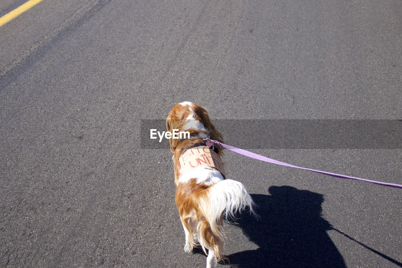 High angle view of dog on road