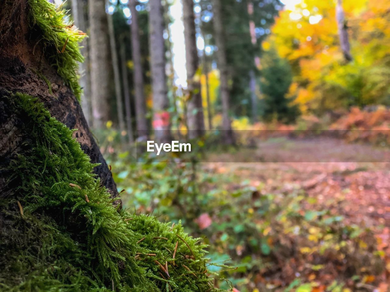 Trees growing in forest during autumn