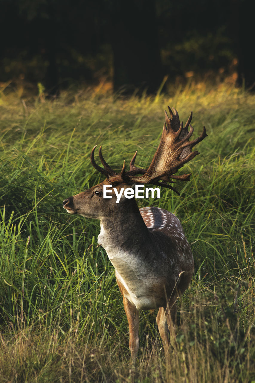Deer standing in field 