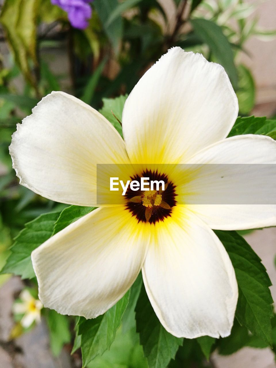 Close-up of white flower