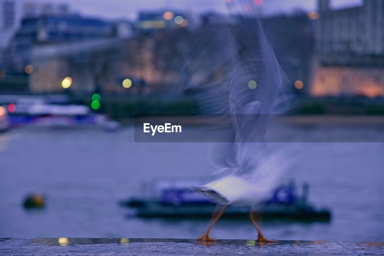 Blurred motion of bird on retaining wall by river