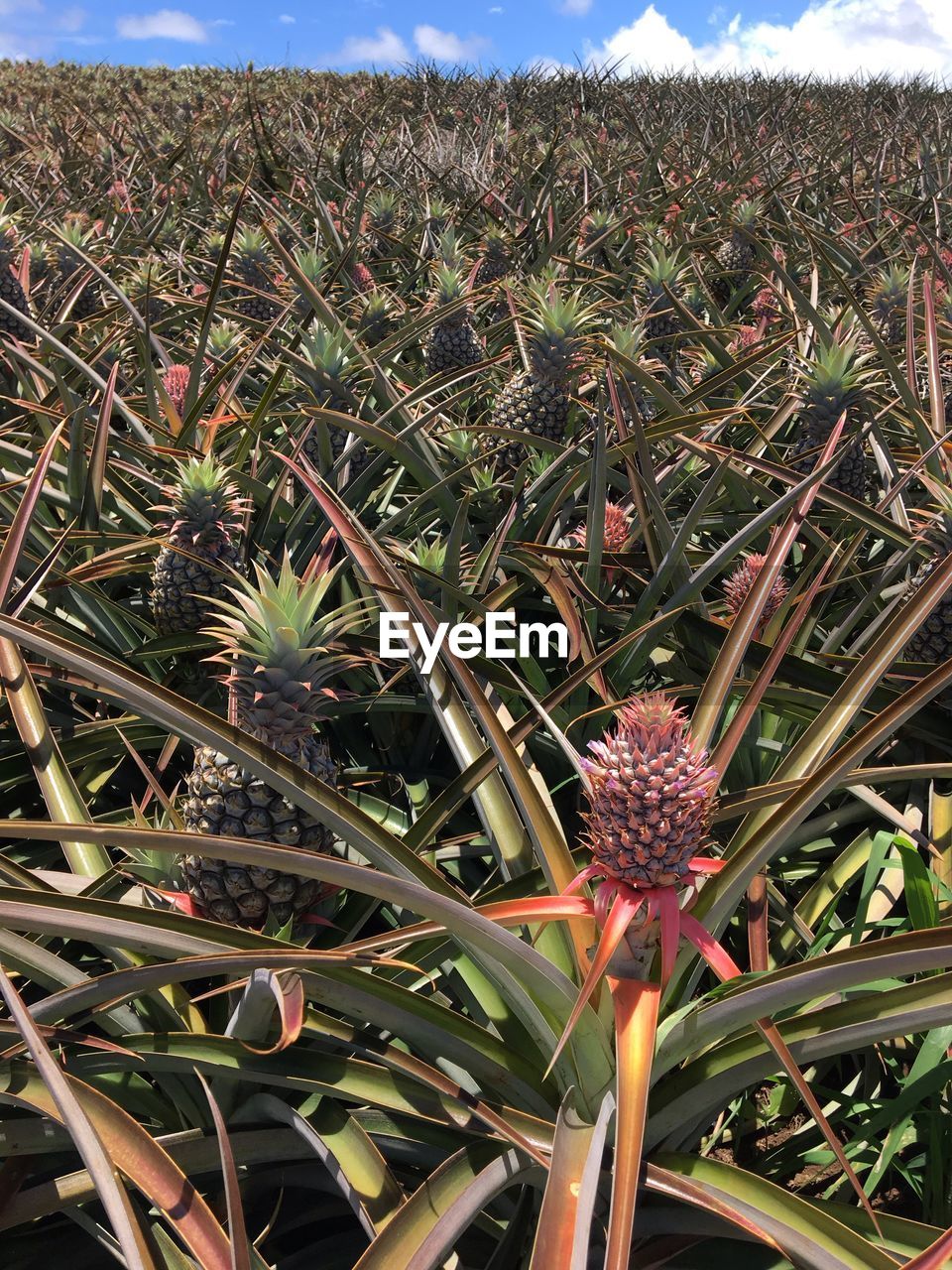 CLOSE-UP OF PLANTS GROWING IN FIELD