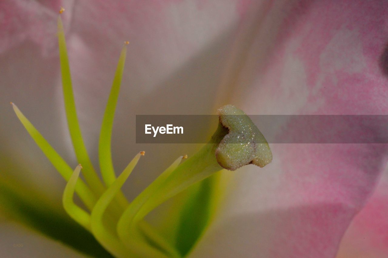 CLOSE-UP OF FLOWERS AGAINST BLURRED BACKGROUND