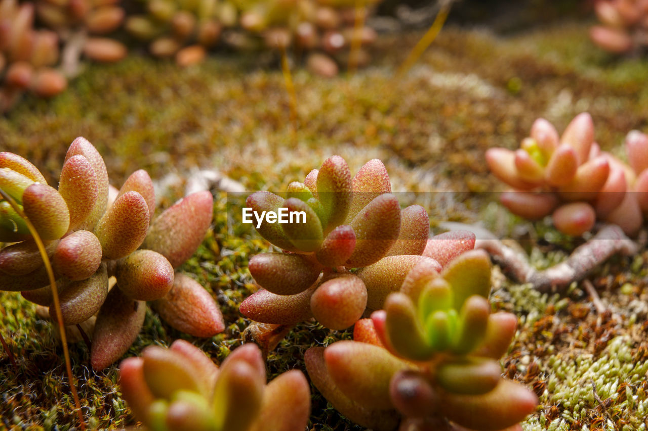 Close-up of cactus growing on field