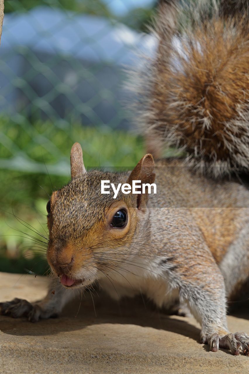 CLOSE-UP OF A SQUIRREL ON ROCK