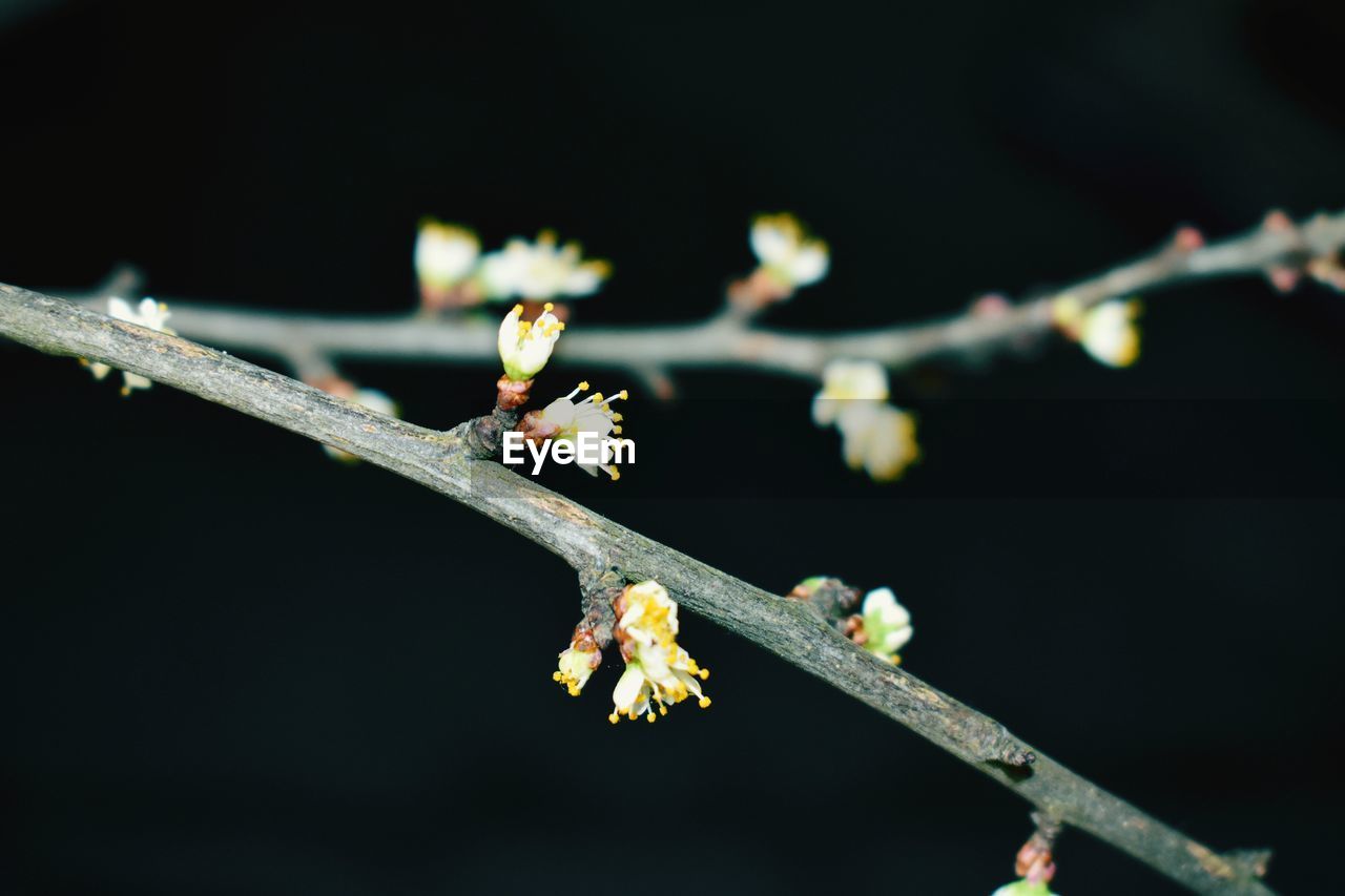 CLOSE-UP OF FLOWER ON TWIG