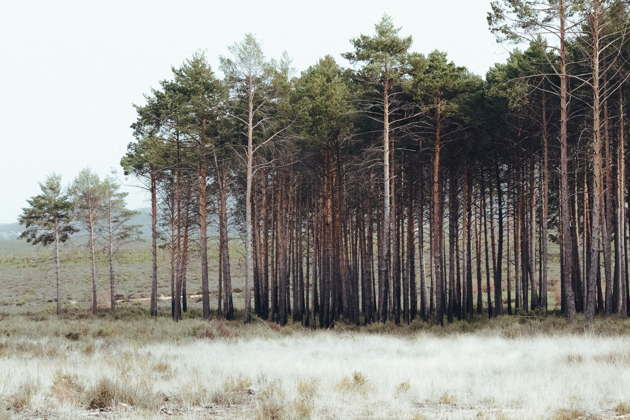 Trees on field against sky in forest