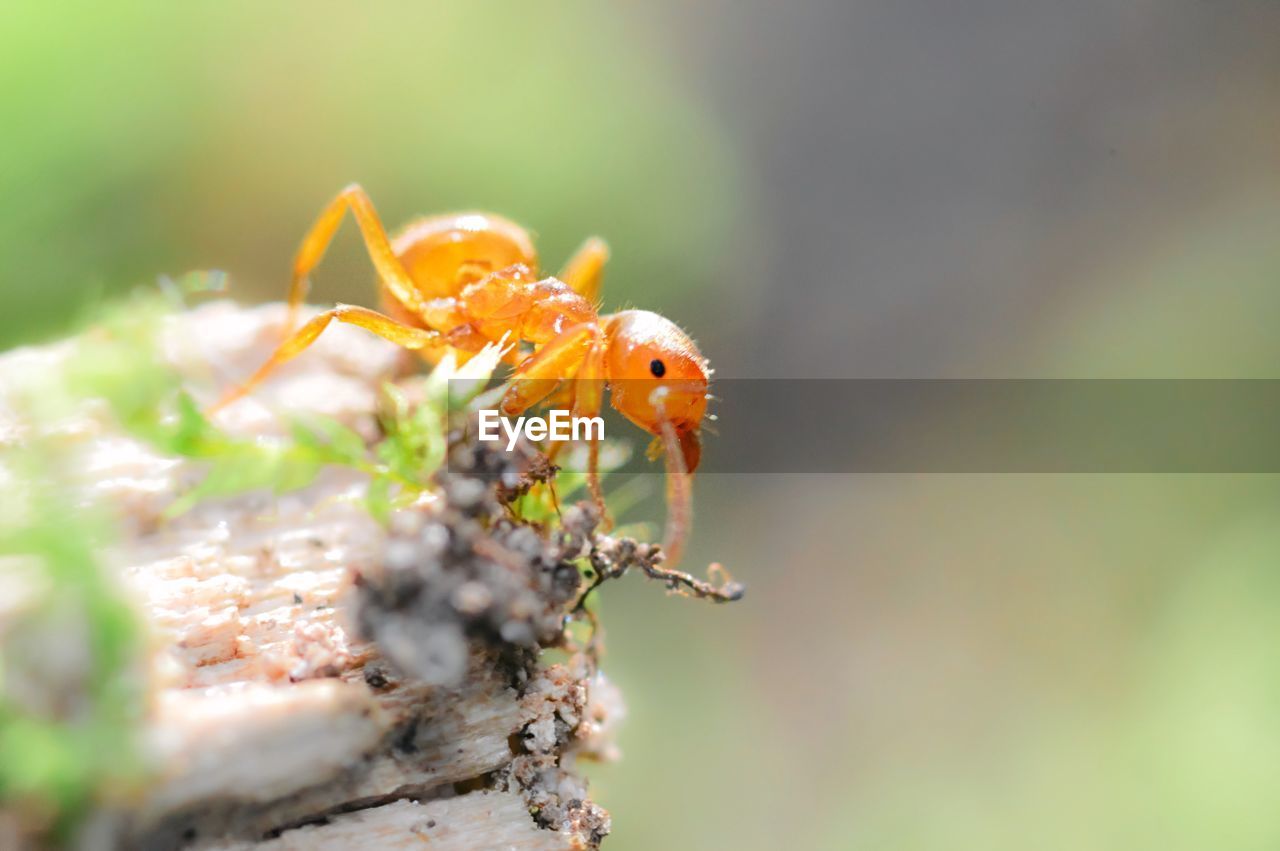 Citronella ant, or common yellow ant.