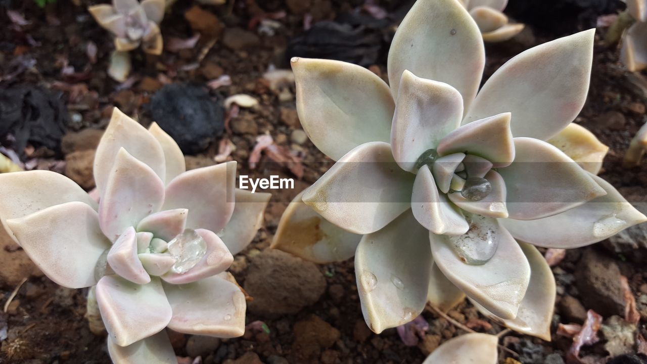 CLOSE-UP OF WHITE SUCCULENT PLANT