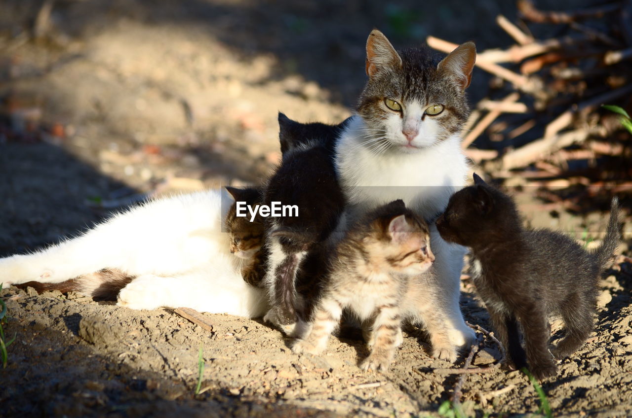 Portrait of cat resting with kittens on field during sunlight