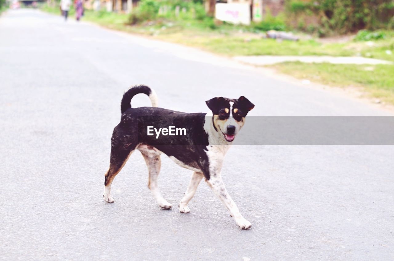 PORTRAIT OF DOG ON STREET