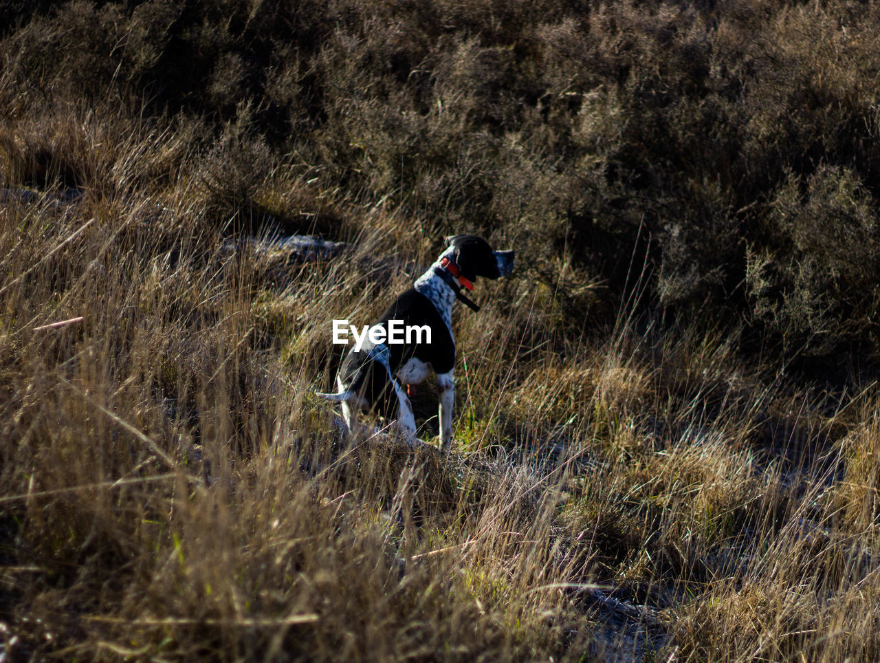 Pointer, black and white hunting dog in the field