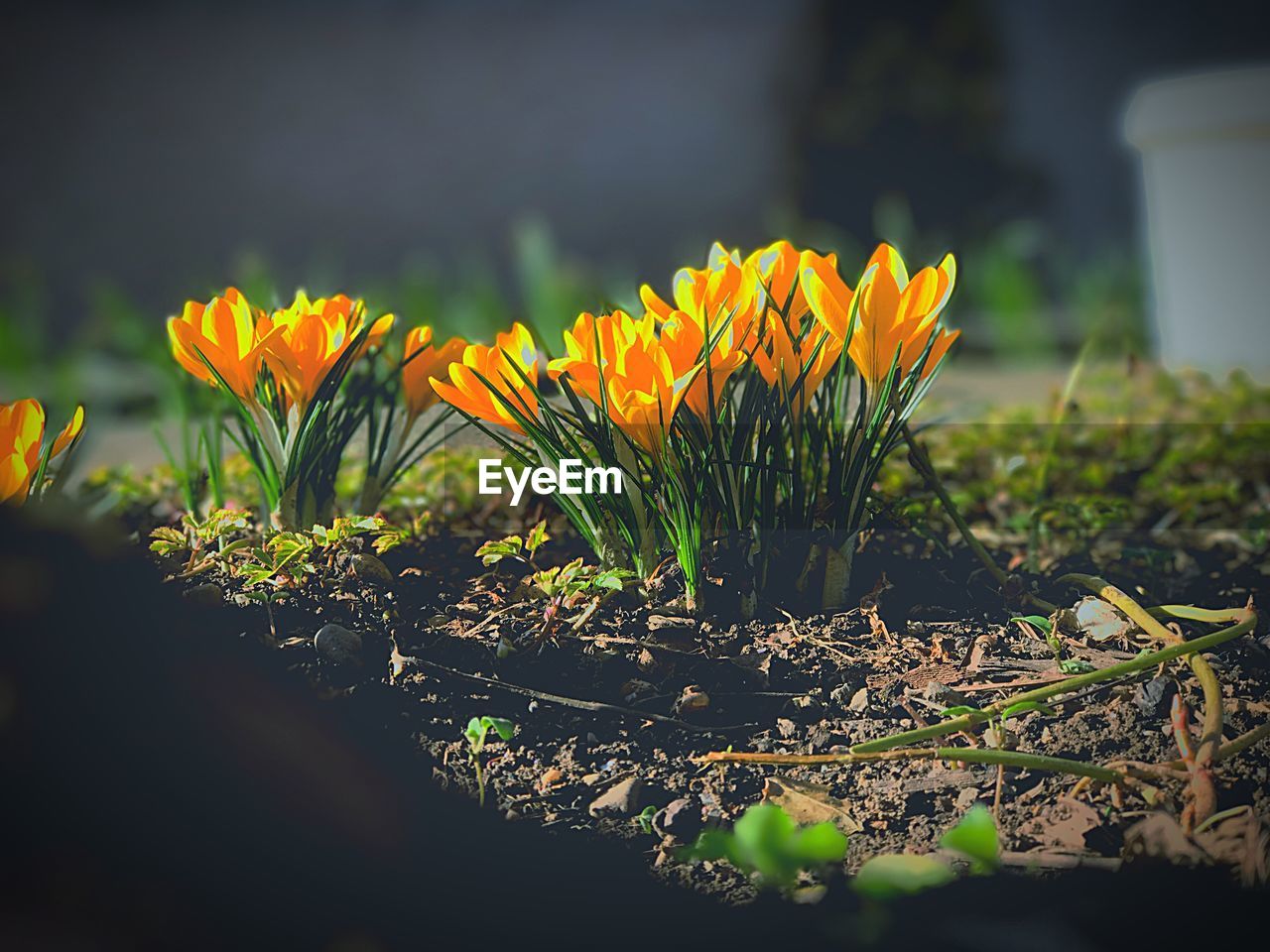 Close-up of yellow flowers blooming outdoors