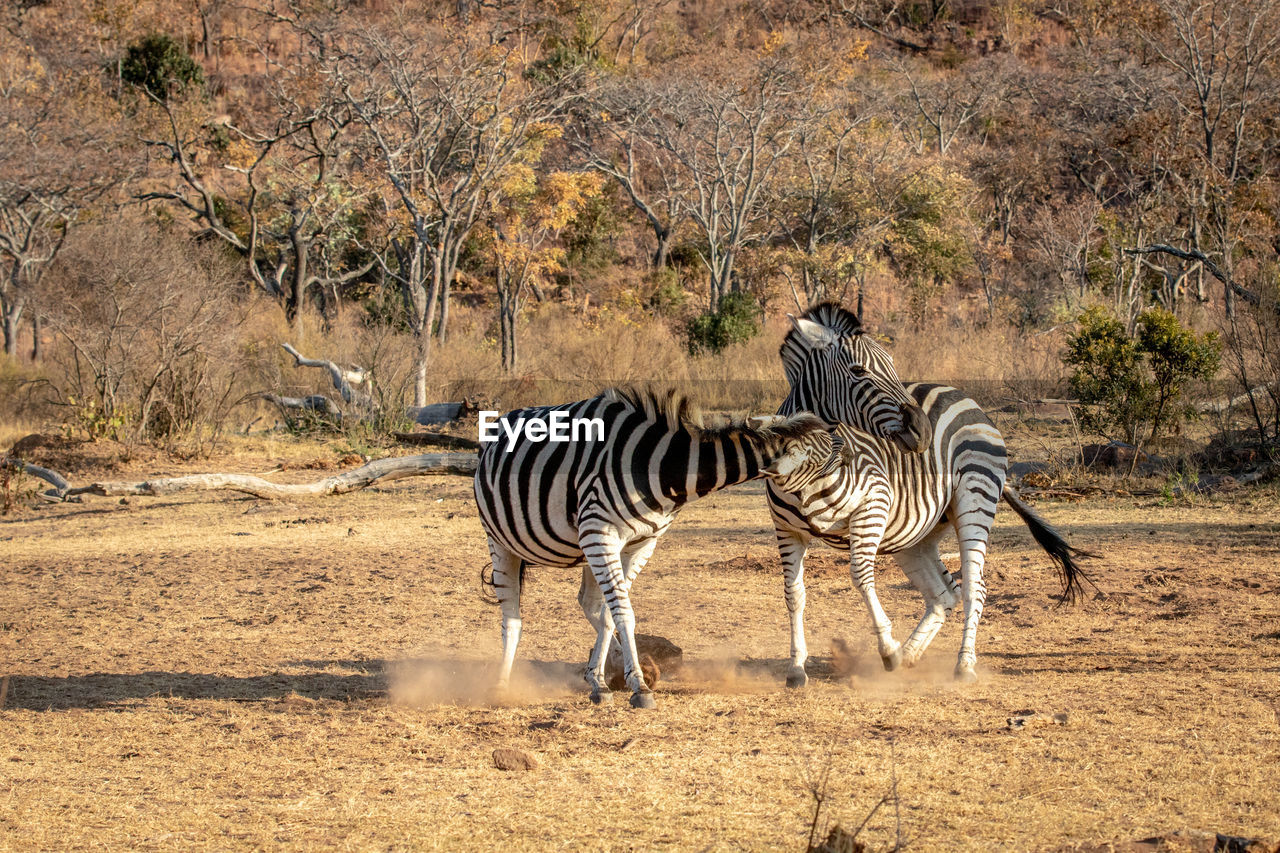 ZEBRA STANDING ON LANDSCAPE AGAINST THE WALL