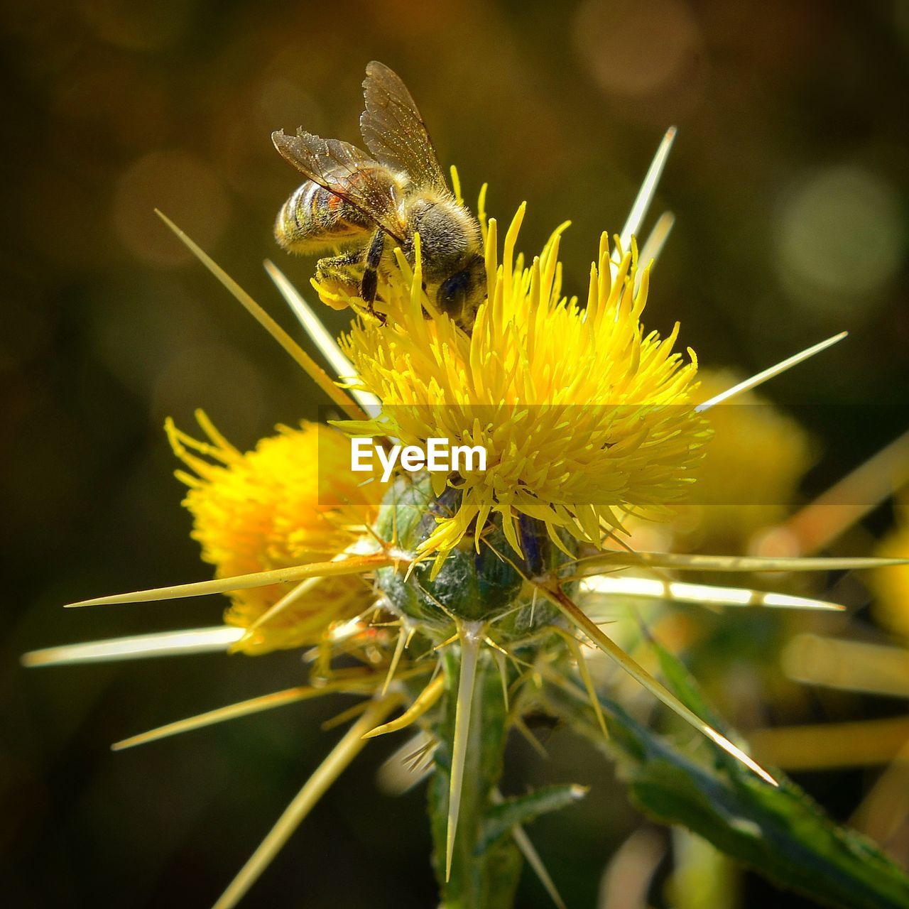 CLOSE-UP OF HONEY BEE POLLINATING ON FLOWER