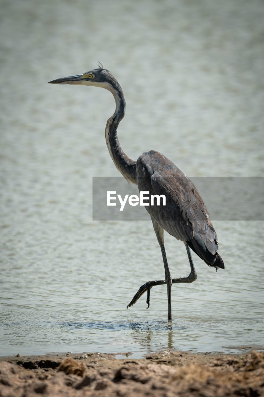 Side view of bird on beach