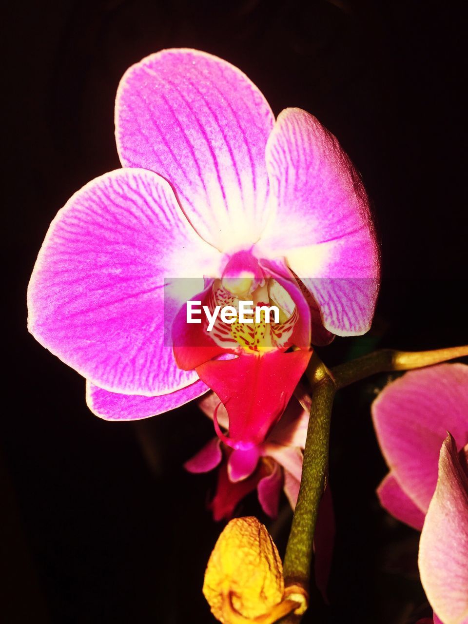 Close-up of flowers over black background