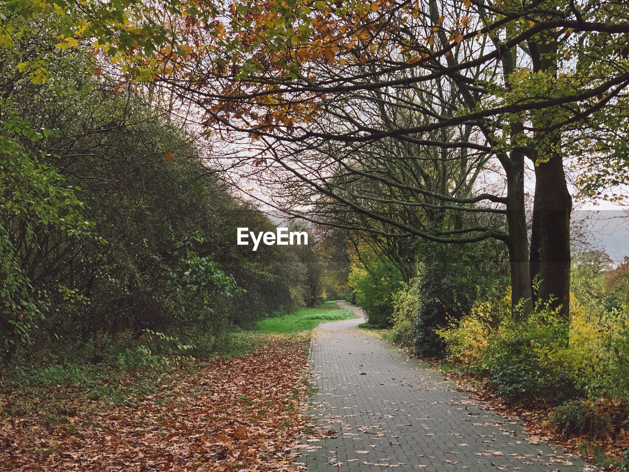 FOOTPATH AMIDST TREES AND PLANTS DURING AUTUMN