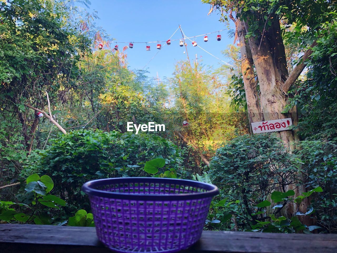 POTTED PLANTS IN YARD AGAINST TREES AND SKY