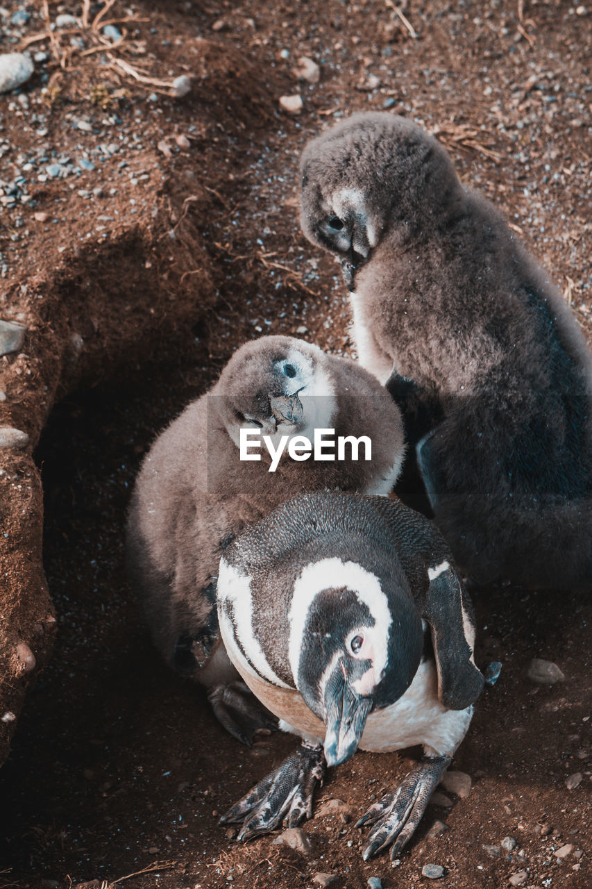 Family of penguins