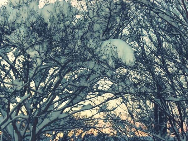 LOW ANGLE VIEW OF BARE TREES AGAINST SKY