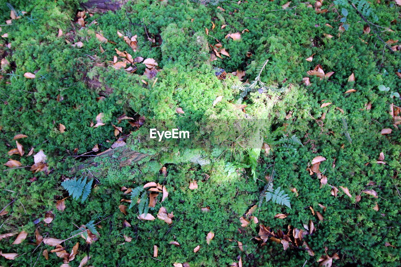 HIGH ANGLE VIEW OF PLANTS GROWING IN FIELD