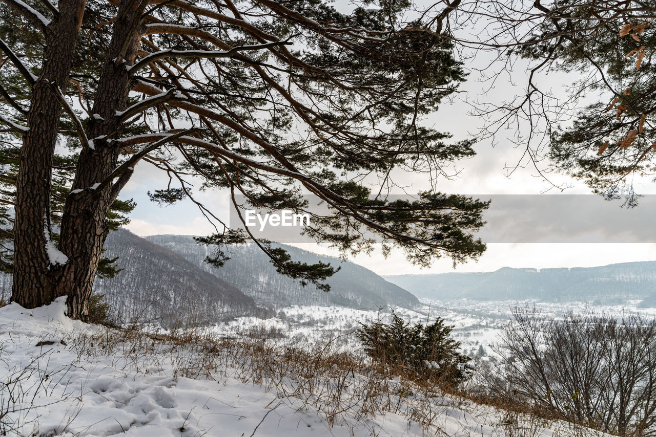 tree, snow, winter, cold temperature, plant, scenics - nature, beauty in nature, environment, mountain, nature, landscape, land, tranquility, sky, tranquil scene, no people, pinaceae, non-urban scene, coniferous tree, forest, branch, wilderness, day, frozen, pine tree, white, cloud, outdoors, travel, pine woodland, travel destinations, snowcapped mountain, mountain range, tourism, idyllic, deep snow, remote