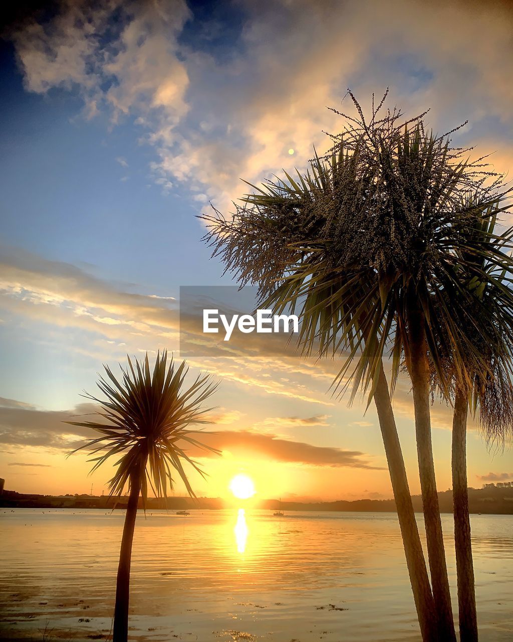 Palm trees on beach against sky during sunset