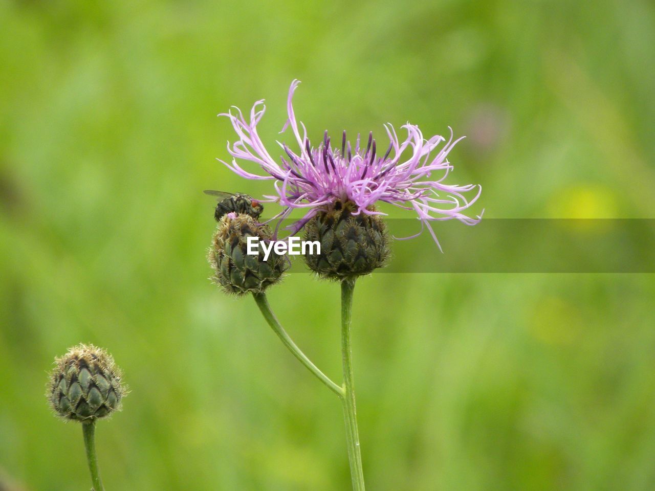 CLOSE-UP OF INSECT ON FLOWER