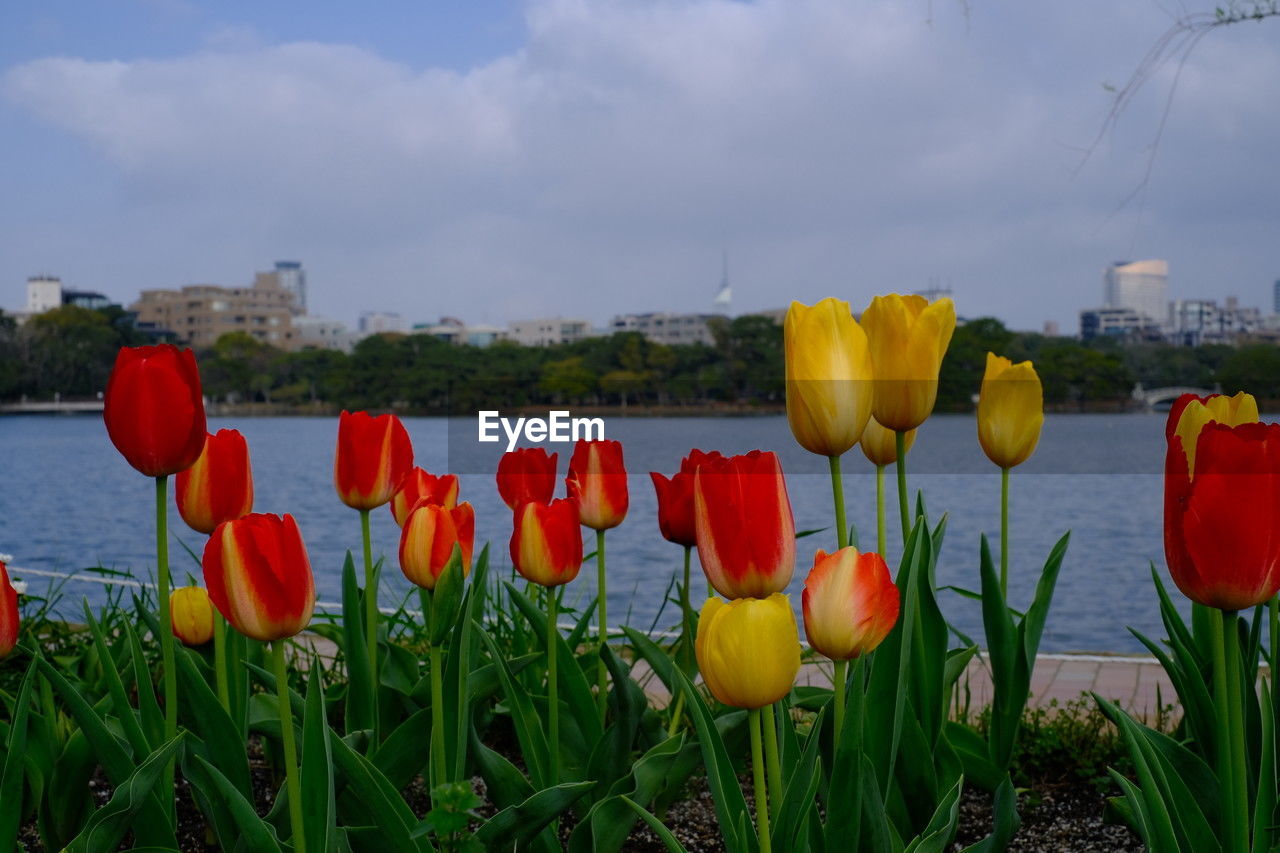 plant, flower, flowering plant, sky, nature, cloud, beauty in nature, red, freshness, tulip, no people, yellow, multi colored, land, water, growth, landscape, grass, field, environment, outdoors, fragility, flower head, petal, day, springtime, inflorescence, close-up, tranquility, architecture, scenics - nature, building exterior, green