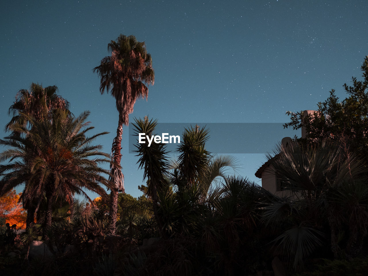 LOW ANGLE VIEW OF COCONUT PALM TREES AGAINST SKY