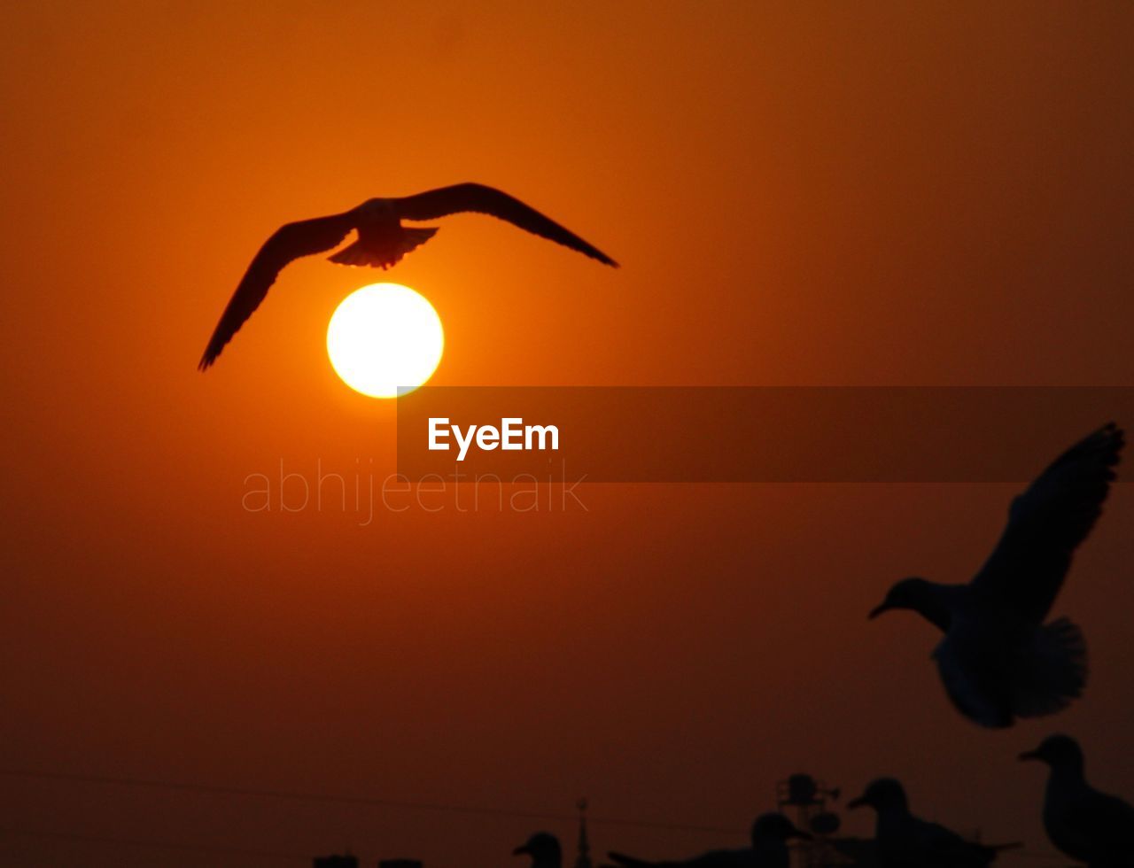 SILHOUETTE BIRD FLYING OVER THE ORANGE SKY