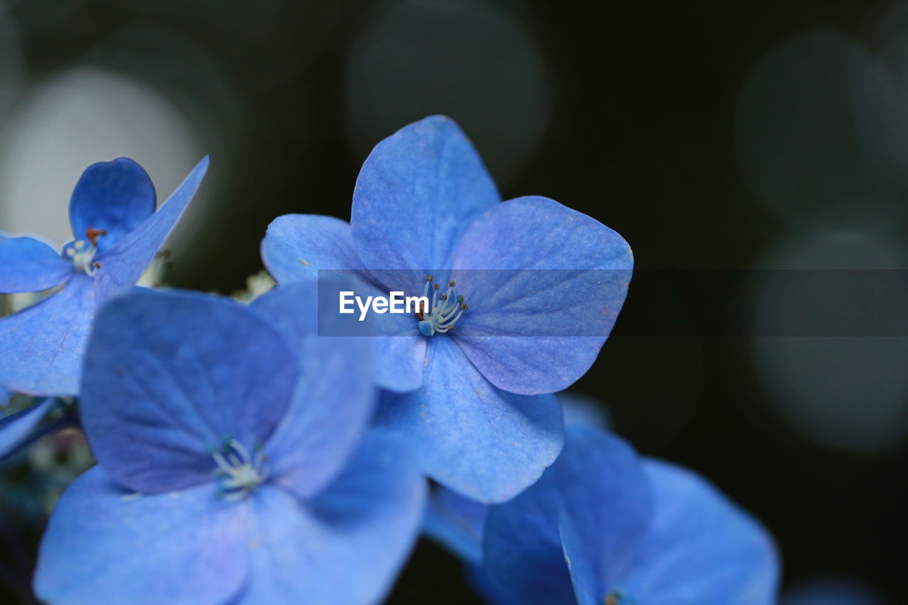 Close-up of purple hydrangea flowers