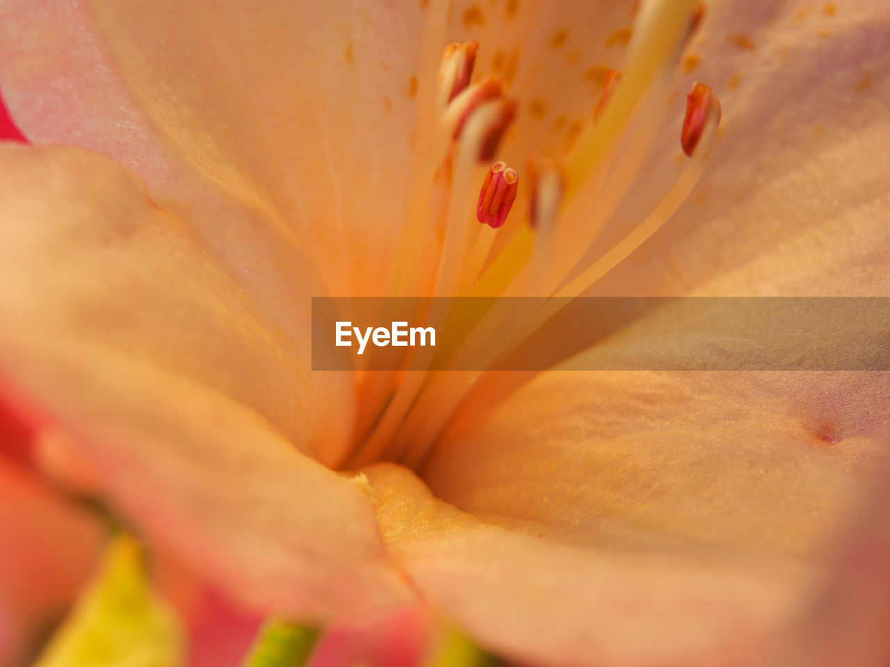 MACRO SHOT OF YELLOW FLOWER