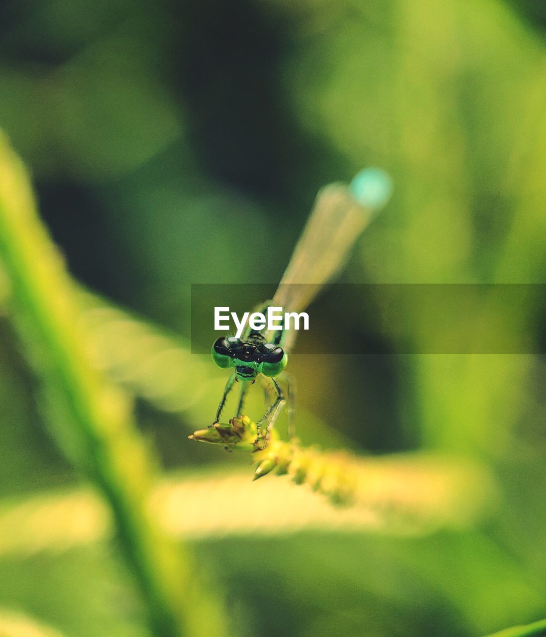 CLOSE-UP OF INSECT ON GREEN FLOWER