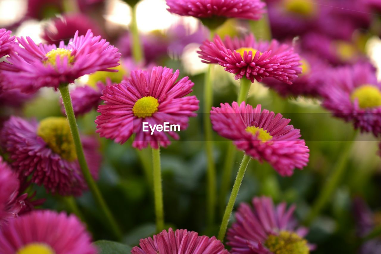 Pink flowers in park