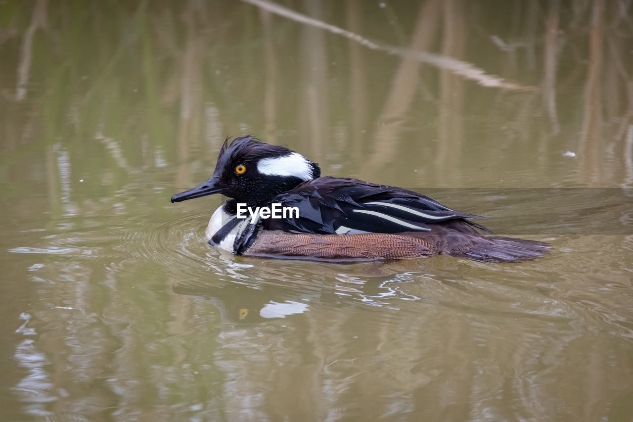 Male hooded merganser swimming in a pond 