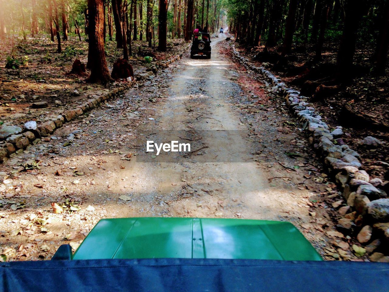 EMPTY ROAD IN FOREST