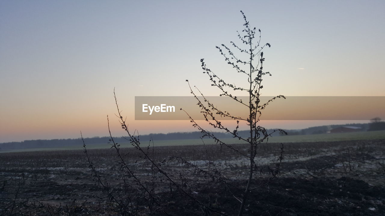 Silhouette tree on field against sky during sunset