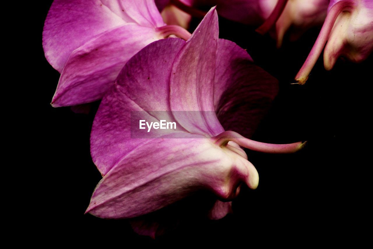 CLOSE-UP OF PINK FLOWERS BLOOMING AGAINST BLACK BACKGROUND