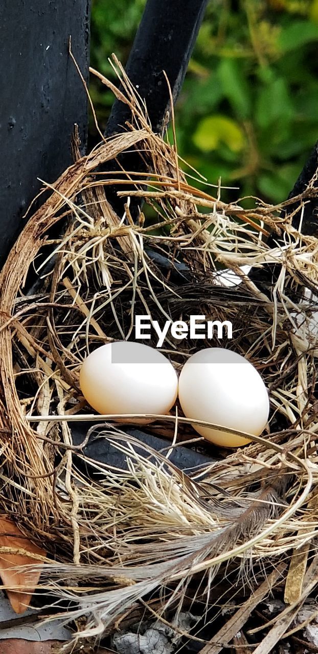 HIGH ANGLE VIEW OF BIRD IN NEST ON HAY